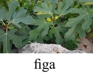 figa