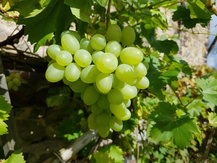 winogrono